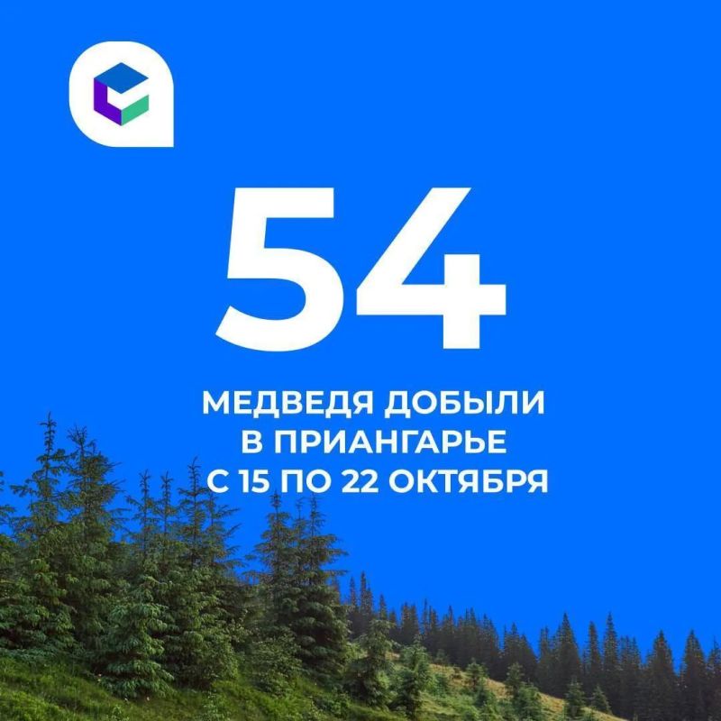 54 медведя добыли в Иркутской области с 15 октября