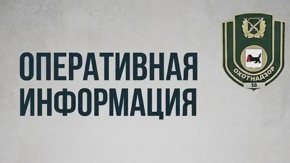 За прошедшие сутки в Систему-112 Иркутской области поступило 12 сообщений о появлении медведей