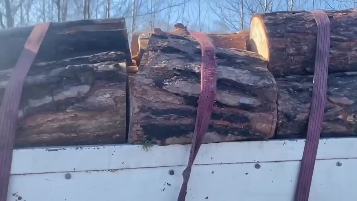 В Зиме сотрудники полиции пресекли незаконную рубку леса и транспортировку древесины