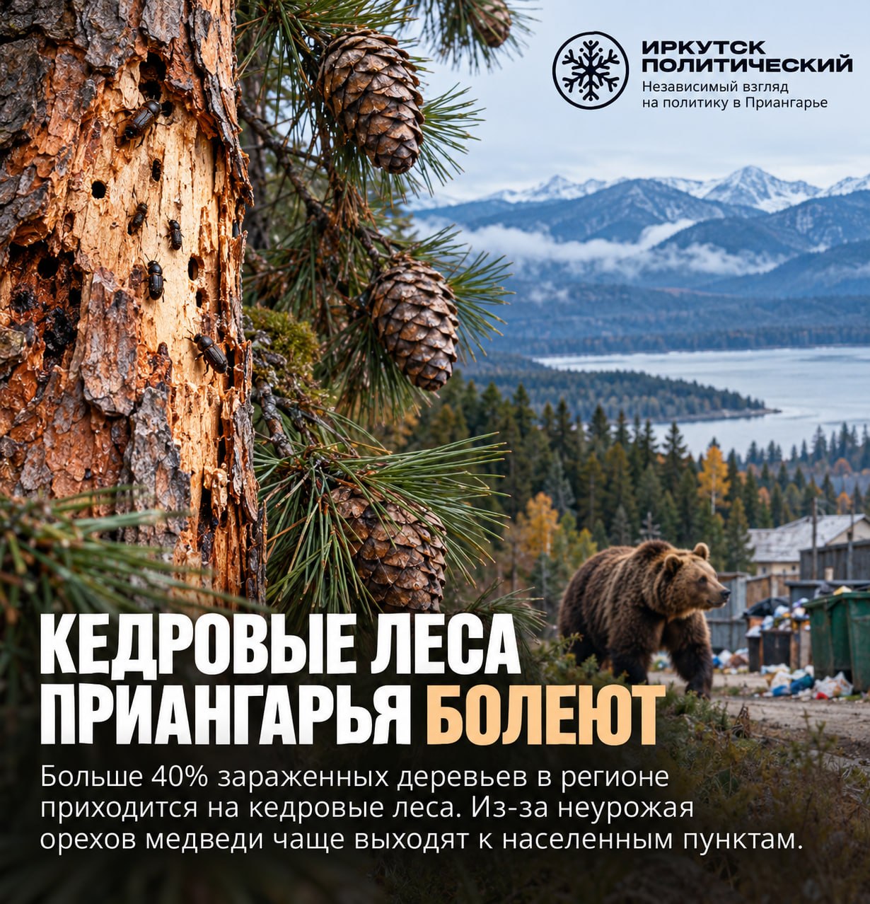 Кедровые леса Приангарья в опасности